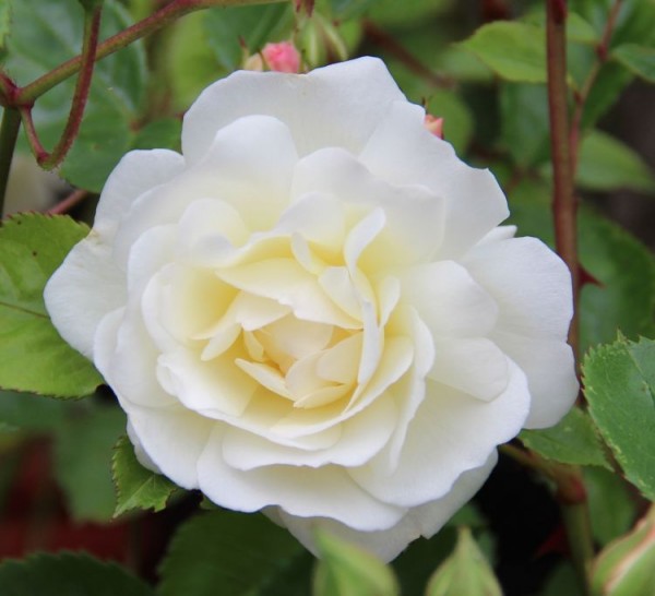 PROSPERITY (Historic) (Hybrid Musk) Garden Roses Pococks Roses